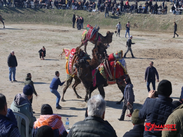 EDREMİT DEVE GÜREŞLERİ FESTİVALİ YAPILDI