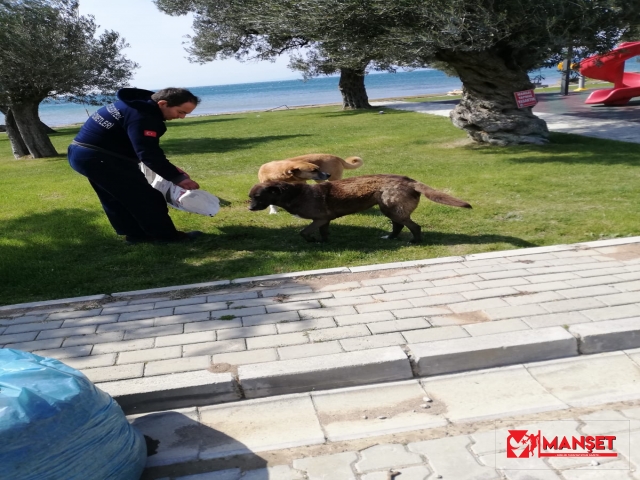 VİRÜS ŞARTLARINDA YAŞAYAN SOKAK HAYVANLARINA BURHANİYE BELEDİYESİNDEN DESTEK