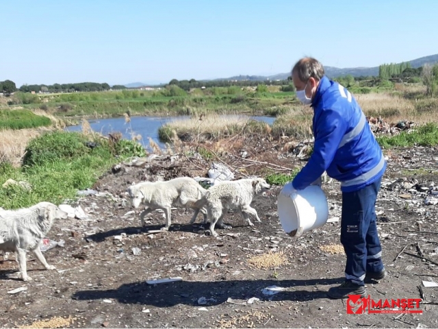 Ayvalık’ta sokak hayvanlarına 3 ton mama dağıtıldı