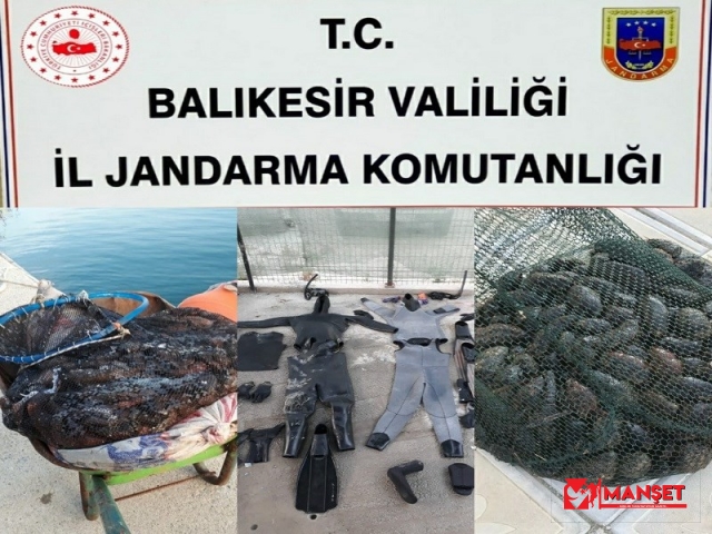 Jandarmadan kaçak deniz patlıcanı operasyonu