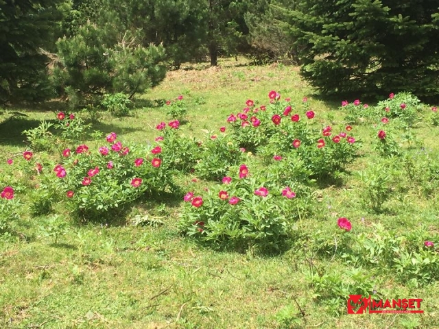 Kazdağları’nda şakayıklar açtı