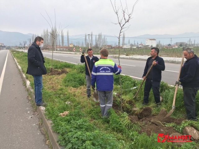 Sındırgı'da 3 bin ağaç toprakla buluştu