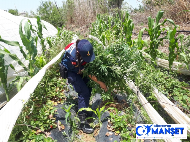 11 bin 115 kök kenevir bitkisi ele geçirildi