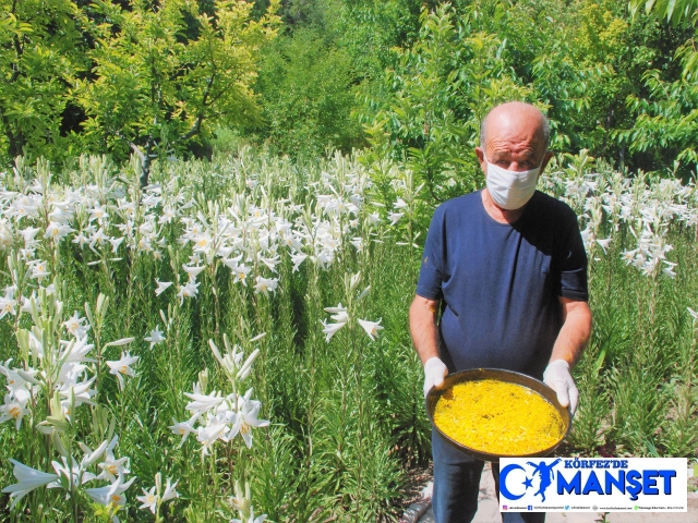 80 kökle başladı, 7 bin kökle taleplere yetişemiyor