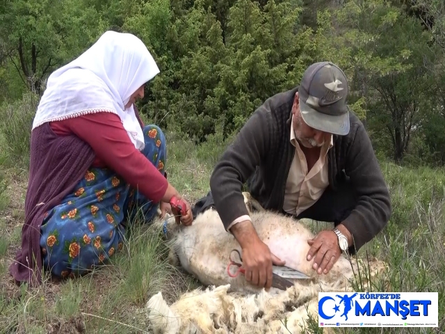 Besicilerin ’koyun kırkma’ telaşı