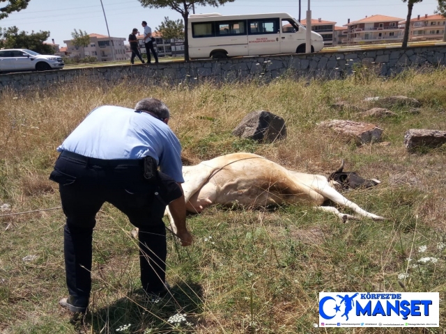 Ayvalık zabıtasından inek kurtarma operasyonu