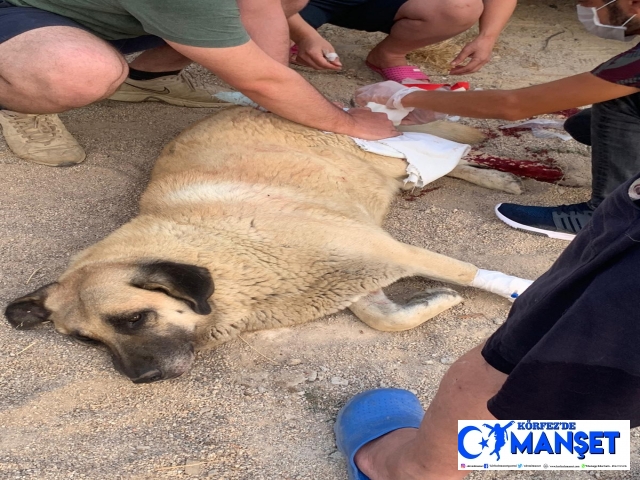 Sokaktaki köpeği bıçaklayan şahıs gözaltına alındı