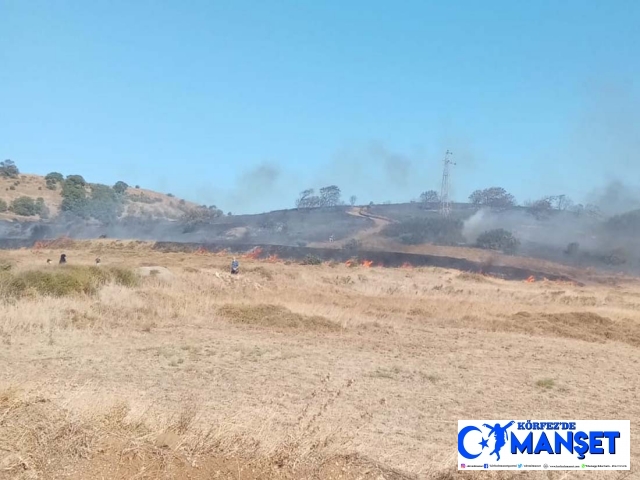 Paşaliman Adasında zeytinlik yangını