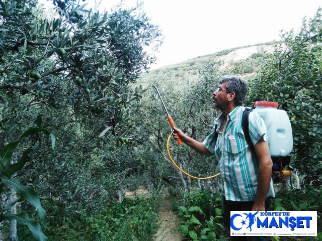 “Zeytin sineği” ile mücadele zamanı