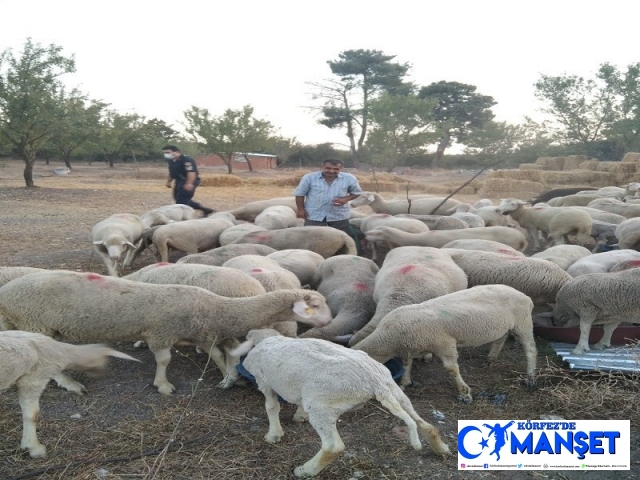 Jandarma kayıp koyunları bularak sahibine teslim etti