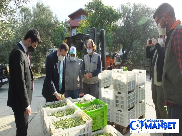 Burhaniye’de zeytin hasadı başladı, yağ kalitesi sevindirdi