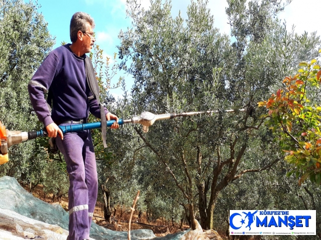 Erdek’te zeytin alımları başlıyor