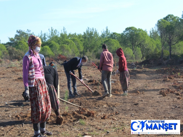 Ayvalık’ta yanan ormanlık alana ilk fidanlar dikildi