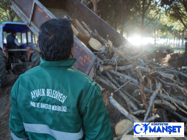 Ayvalık’ta budanan odunlar dar gelirlinin sobasına gidiyor