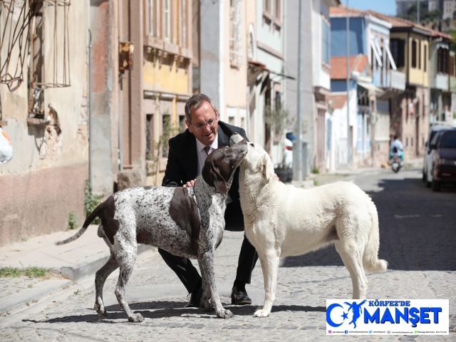 2022 YILI BOYUNCA SOKAKTAKİ BİNLERCE CAN DOSTA TIBBİ MÜDAHALE