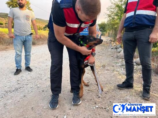 Aç bırakılıp, 74 gün boyunca beslendiği yere gitmesi için GPS takılan Tina, her defasında eve döndü