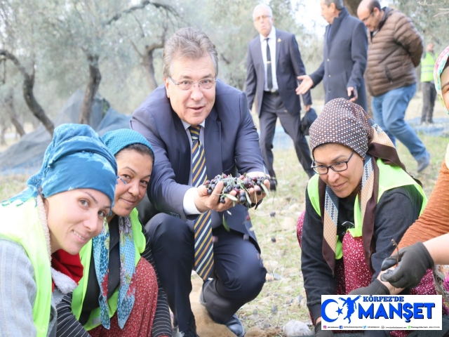 Edremit Körfezi yeşil çizik zeytini AB tarafından tanındı