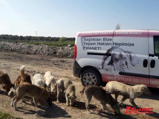 Korona virüs nedeniyle aç kalan sokak hayvanlarını unutmadılar