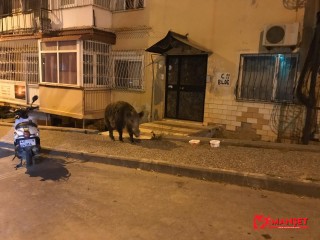 Domuza zarar gelmesin diye polisten yardım istedi