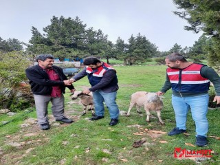 hayvan hırsızları jandarma ekiplerince yakalandı