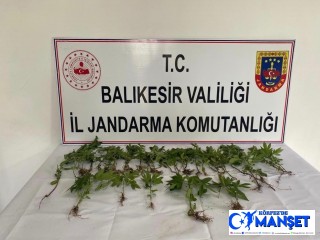 Bigadiç'te jandarmadan kenevir operasyonu