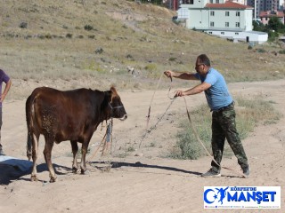 "Gel kurban olduğum"