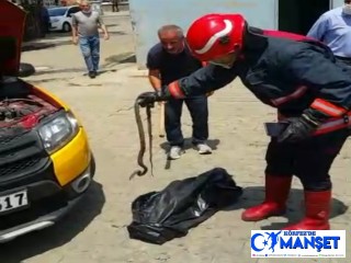 Taksinin motoruna yılan girdi