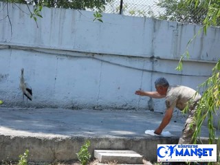 Uçuş denemesi yaparken yorgun düşen yavru leylek, koruma altına alındı