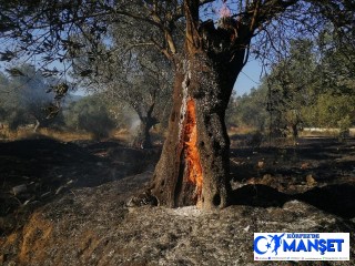 Balıkesir’den zeytinlik alanda yangın