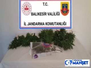 Bigadiç'te esrar ve kenevir bitkisi operasyonu