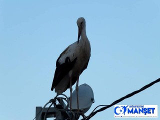 Sındırgılılar leylekler için bu yıl da karanlıkta kaldı