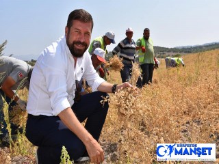 Tarladan Gelen Bereket, 80 dönümlük Alanda İlk Hasat Gerçekleşti