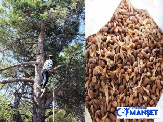 Kilosu tam 800 lira...Ölümü göze alıp fıstık gibi hasat