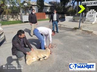 Kazaların önlenmesi için kurban kesip dua ettiler