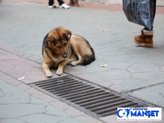 Mazgalı izleyen köpeğin sırrı ortaya çıktı