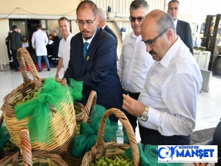 Ayvalık’ta Yılın İlk Zeytin İlk Hasadı Yapıldı